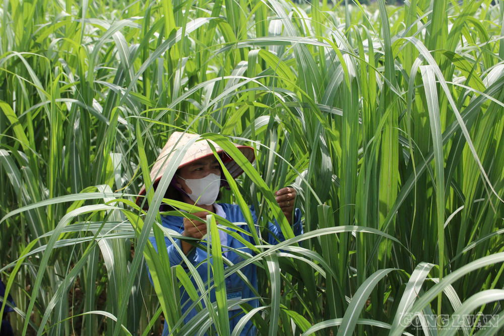 Từ việc trồng mía truyền thống, nông dân Nghệ An đã thay đổi tư duy sản xuất, tham gia liên kết với doanh nghiệp, “xuất ngoại”. Ảnh: Kim Long clo_br_2.jpg