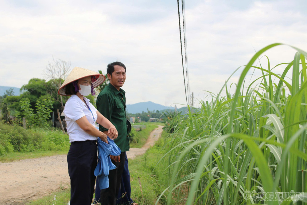 Cây mía không chỉ đơn thuần là một loại hoa màu thông thường, mà đã khẳng định vững chắc vị thế là một trong những cây trồng chủ lực mũi nhọn của địa phương. Ảnh: Kim Long clo_br_1.jpg