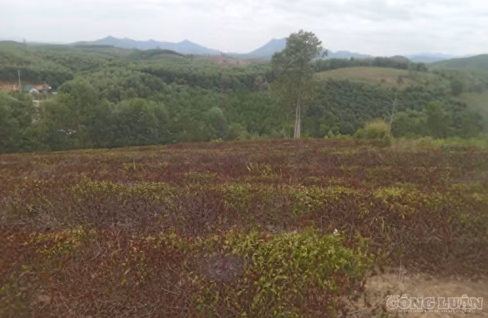 clo_br_4-1390.jpg