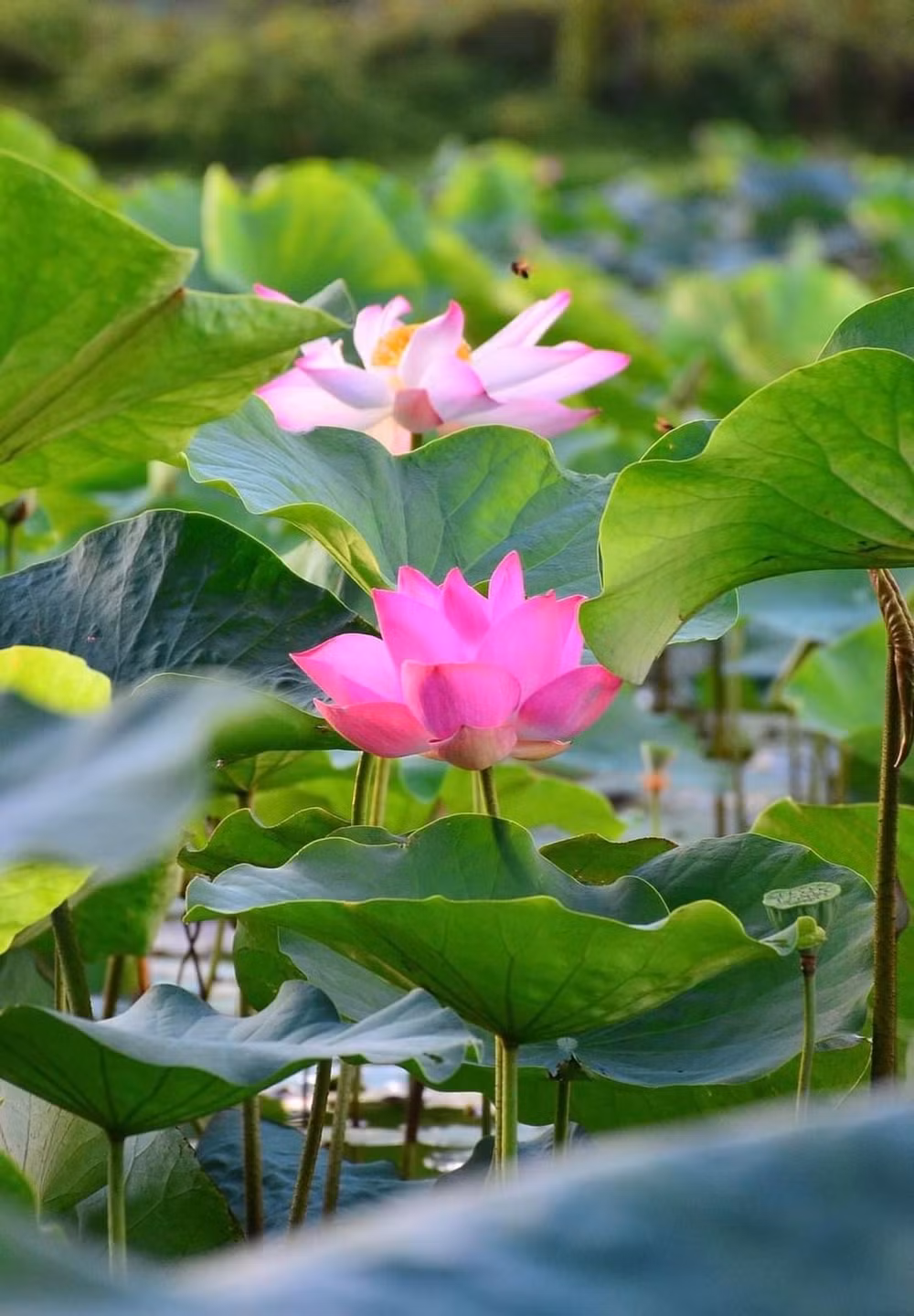 mat mat sac xanh o nha may thep lon nhat ha tinh hinh 5