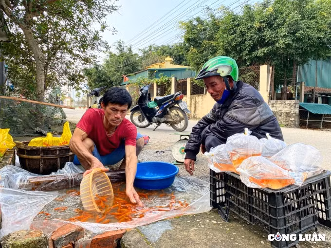 lang nuoi ca chep do hut khach nhat thanh hoa hinh 2