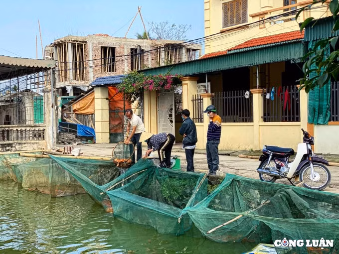 lang nuoi ca chep do hut khach nhat thanh hoa hinh 1