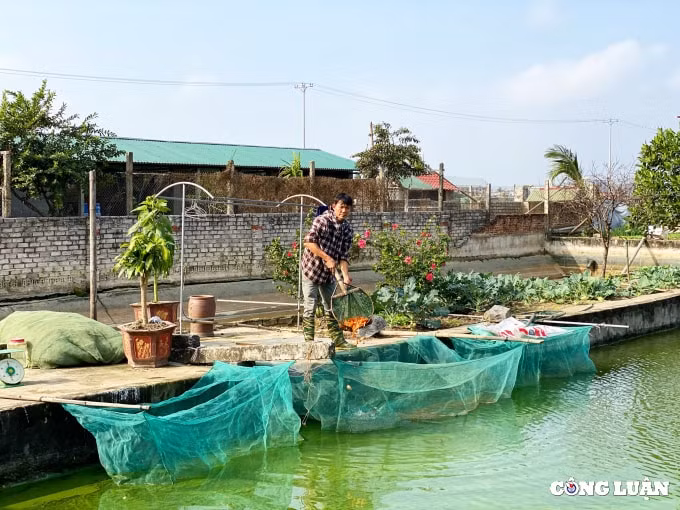 lang nuoi ca chep do hut khach nhat thanh hoa hinh 5