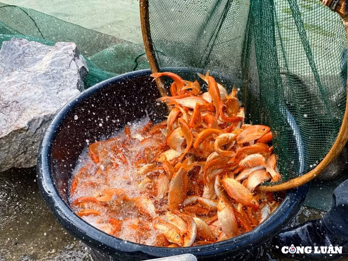 lang nuoi ca chep do hut khach nhat thanh hoa hinh 4
