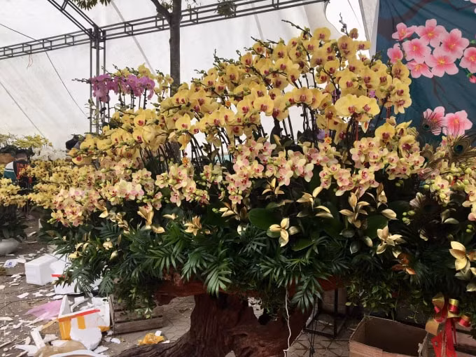 ruc ro cho hoa xuan bien gioi lao cai hinh 1