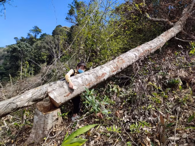 kon tum hang loat khoanh rung bi tan pha chinh quyen khong he hay biet hinh 3