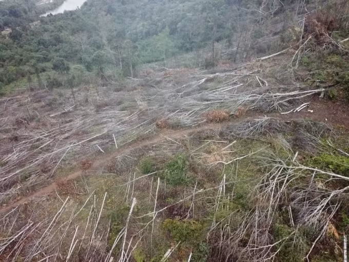 kon tum hang loat khoanh rung bi tan pha chinh quyen khong he hay biet hinh 4