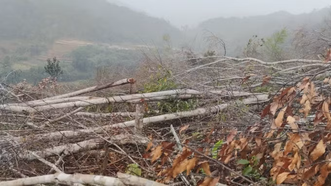 kon tum hang loat khoanh rung bi tan pha chinh quyen khong he hay biet hinh 5