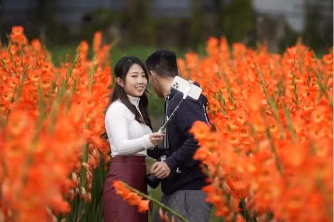 nong dan hong kong dau xot nho bo hoa vi khong ban duoc trong dip tet hinh 3