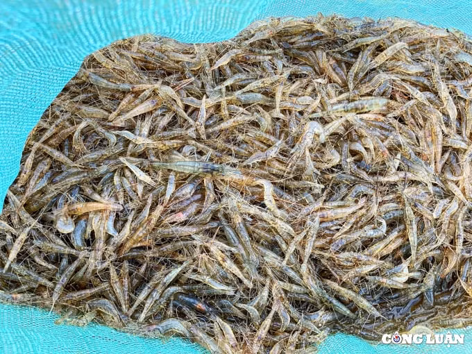 muu sinh noi hon ngoc cua xu thanh hinh 5