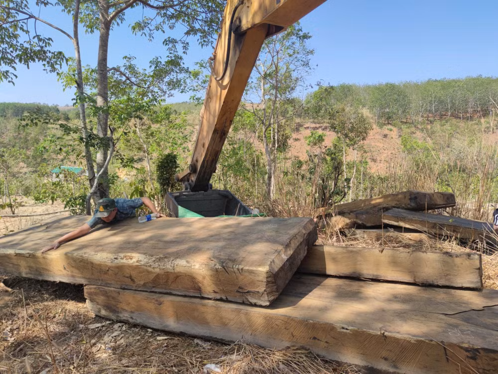 kon tum phat hien hang loat cay rung bi triet ha gan bai go lau duoc vui tinh vi duoi cat hinh 6