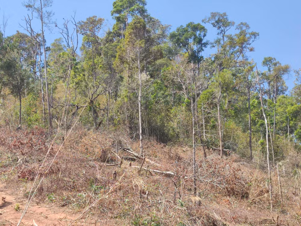 kon tum phat hien hang loat cay rung bi triet ha gan bai go lau duoc vui tinh vi duoi cat hinh 3