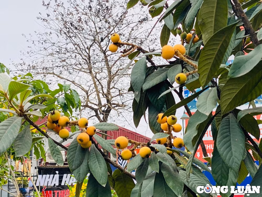 loai qua chi nha giau moi mua ve an duoc nhieu nguoi nhan giong thanh cong tai vuon nha hinh 2
