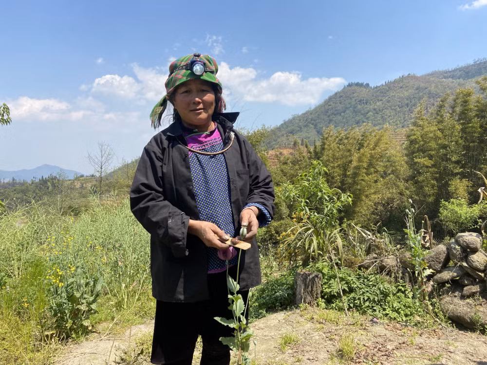 lao cai bat giu doi tuong trong gan 2000 cay thuoc phien trai phep ban kiem loi hinh 1