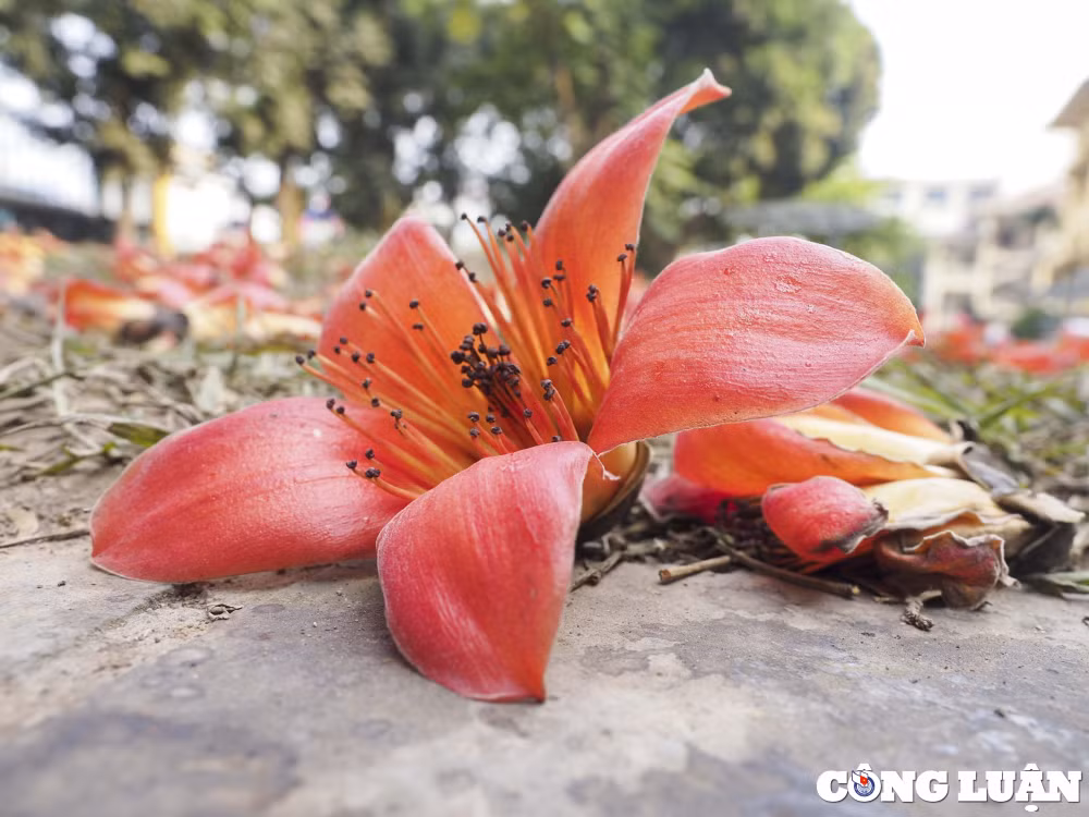 ha noi thang 3 mua hoa gao no ruc do hinh 7