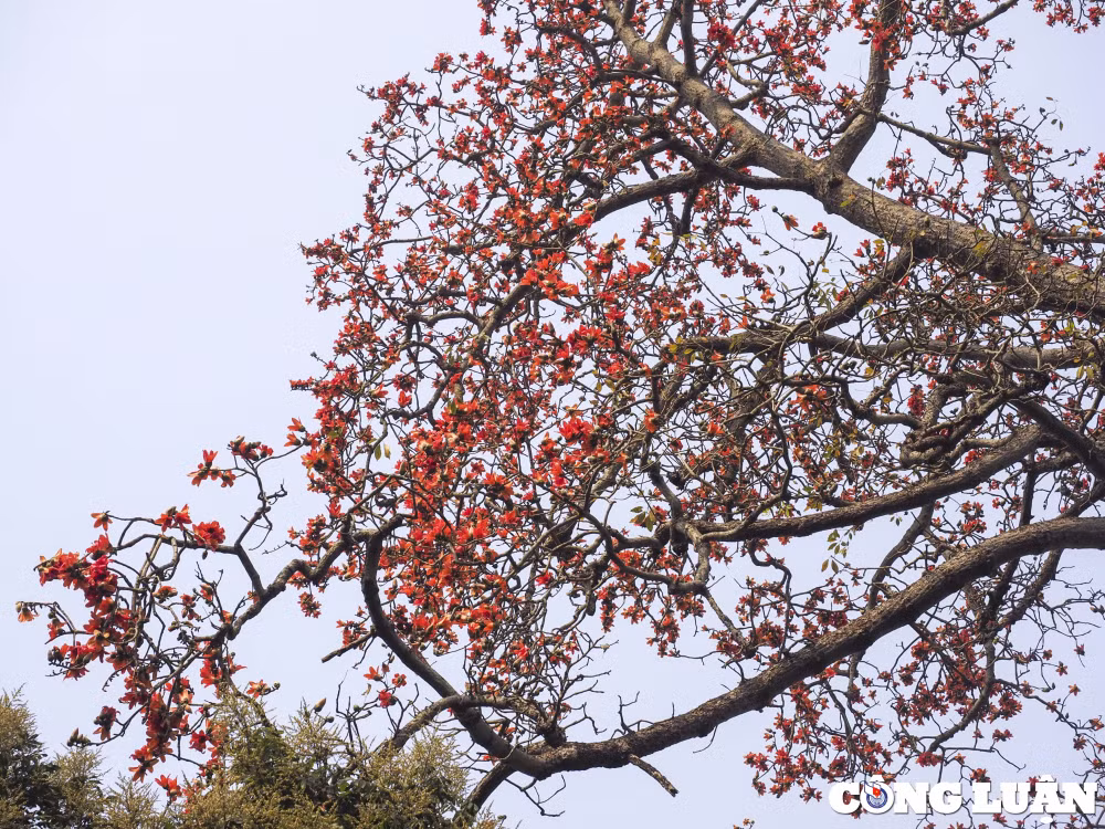 ha noi thang 3 mua hoa gao no ruc do hinh 4