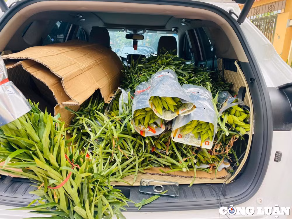 hoa loa ken dau mua gia re bat ngo nhung vang bong nguoi mua hinh 3