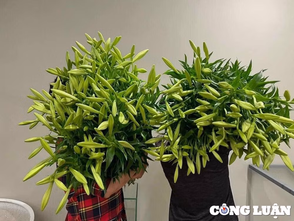 hoa loa ken dau mua gia re bat ngo nhung vang bong nguoi mua hinh 2