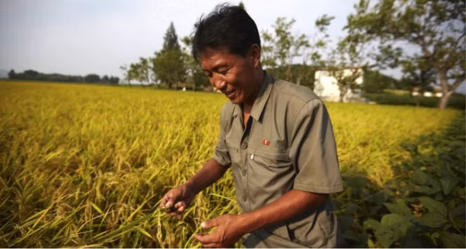 Một nông dân Triều Tiên tại một trang trại hợp tác vào năm 2015. ( Nguồn: NK News Photo).