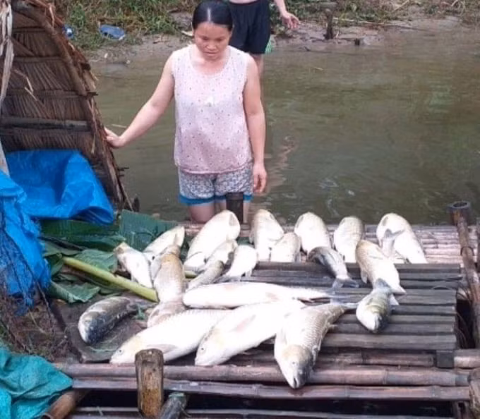 Cá lồng nuôi chết đồng loạt khiến người dân lao đao. Ảnh: TL