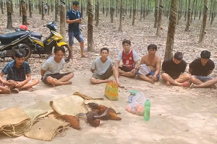 Công an huyện Dầu Tiếng, tỉnh Bình Dương triệt phá sới bạc bằng hình thức đá gà trong lô cao su. Ảnh: laodong.vn
