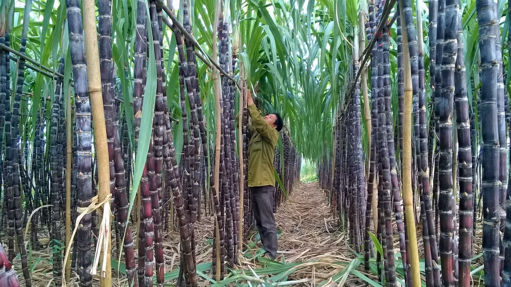 mia duong son la sls loi nhuan di ngang tra co tuc bang tien mat ty le 200 hinh 1
