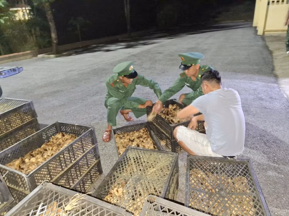 quang ninh bat giu 2 vu van chuyen 11780 con ga giong khong ro nguon goc tai khu vuc bien gioi hinh 2