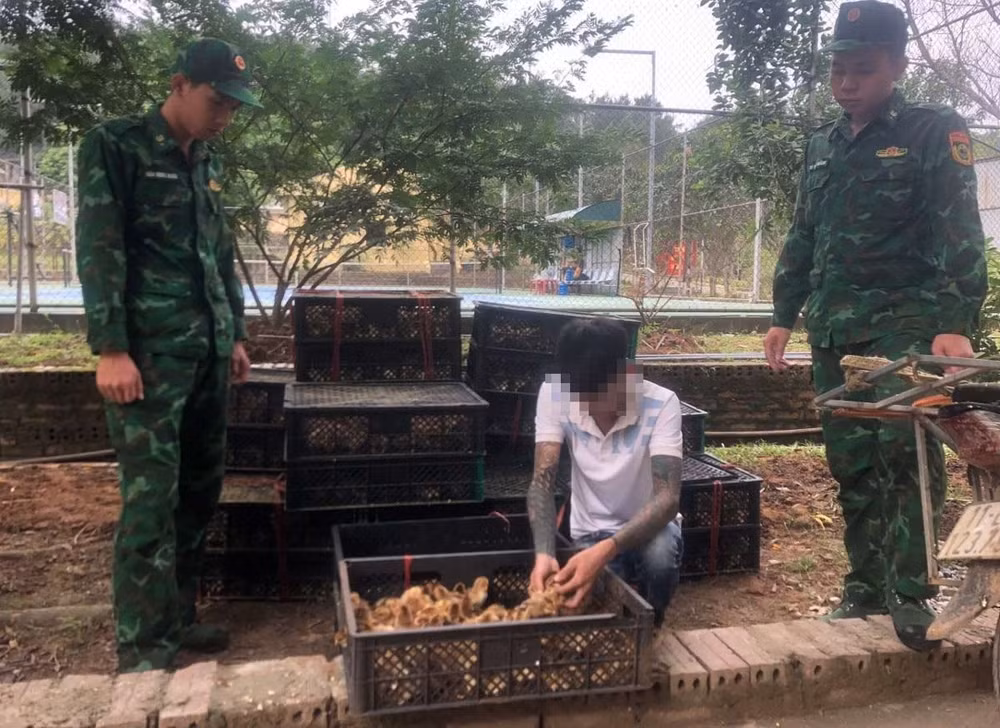 quang ninh bat giu 2 vu van chuyen 11780 con ga giong khong ro nguon goc tai khu vuc bien gioi hinh 1