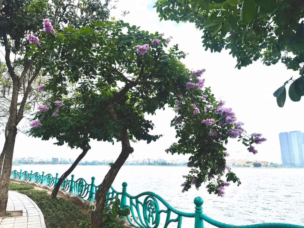 Hà Nội dịu dàng trong sắc tím bằng lăng
