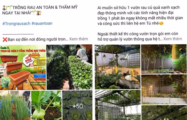 dua nhau chi tien trong rau tai nha hinh 3