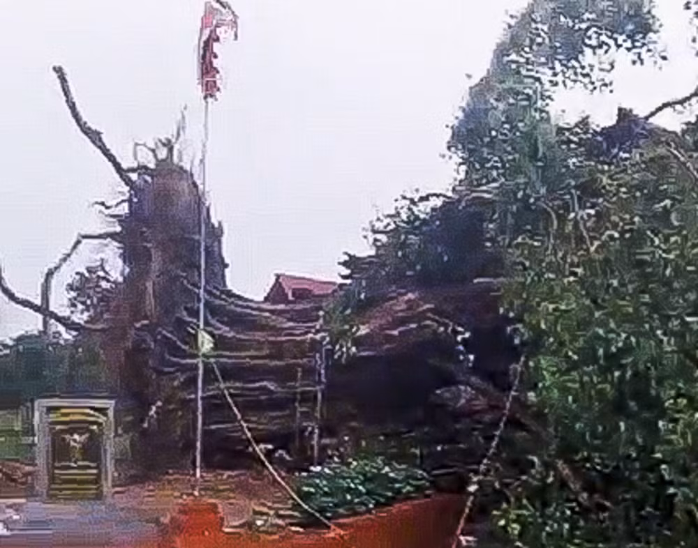 gio lon cay bo de di san 300 nam tuoi o hai duong bi bat goc hinh 1