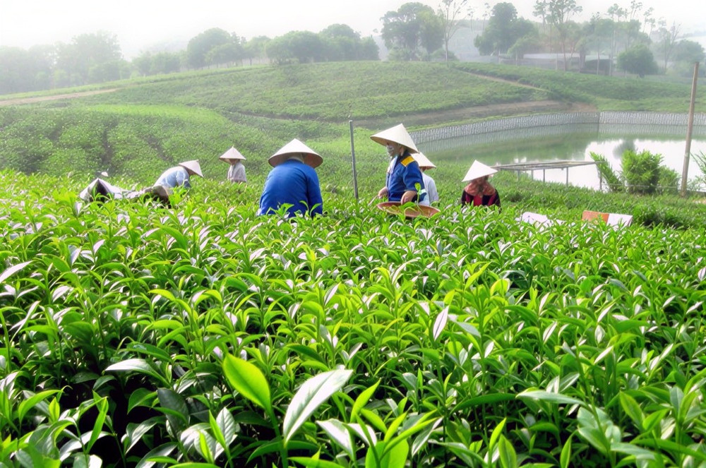 Việc hỗ trợ sản xuất ngày càng gắn với ứng dụng khoa học, công nghệ. Ảnh: Ngọc Nguyễn 3008-chetancuong-lwdl-687.jpg