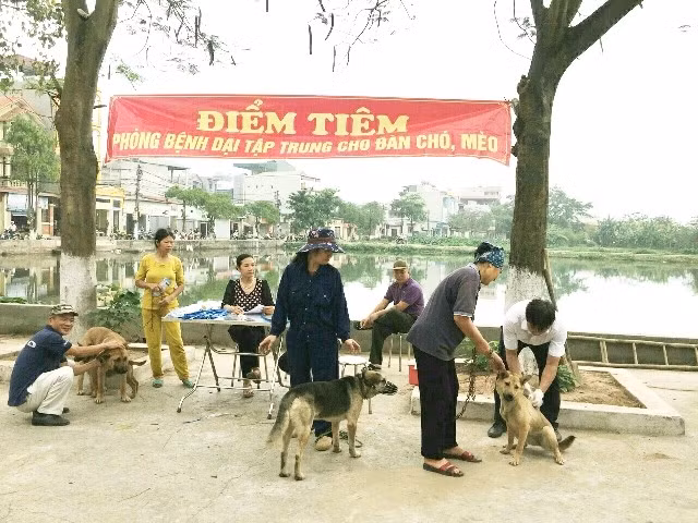 tiem-phong-dai-cho-meo.jpg
