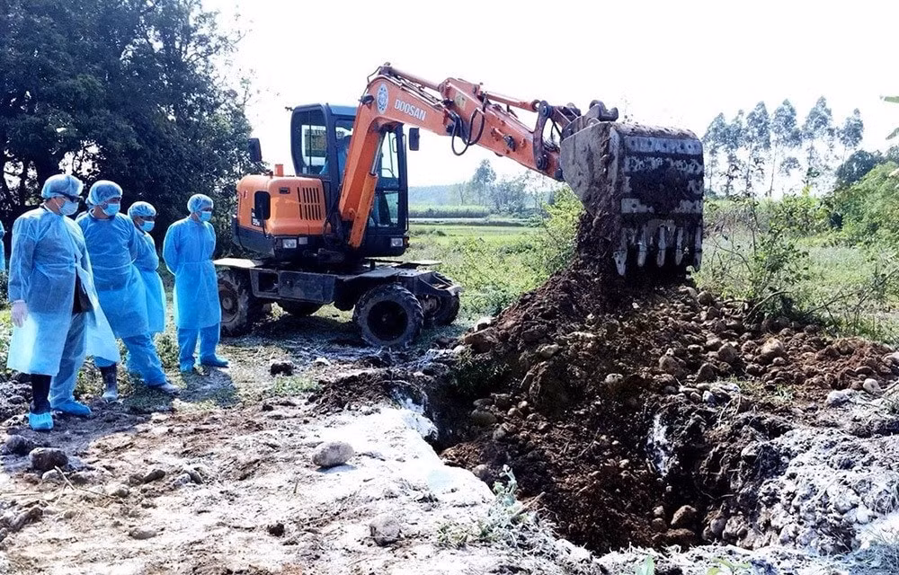 Tiêu hủy đàn lợn bị nhiễm dịch tả lợn châu Phi tại Quảng Ninh. Ảnh: TL