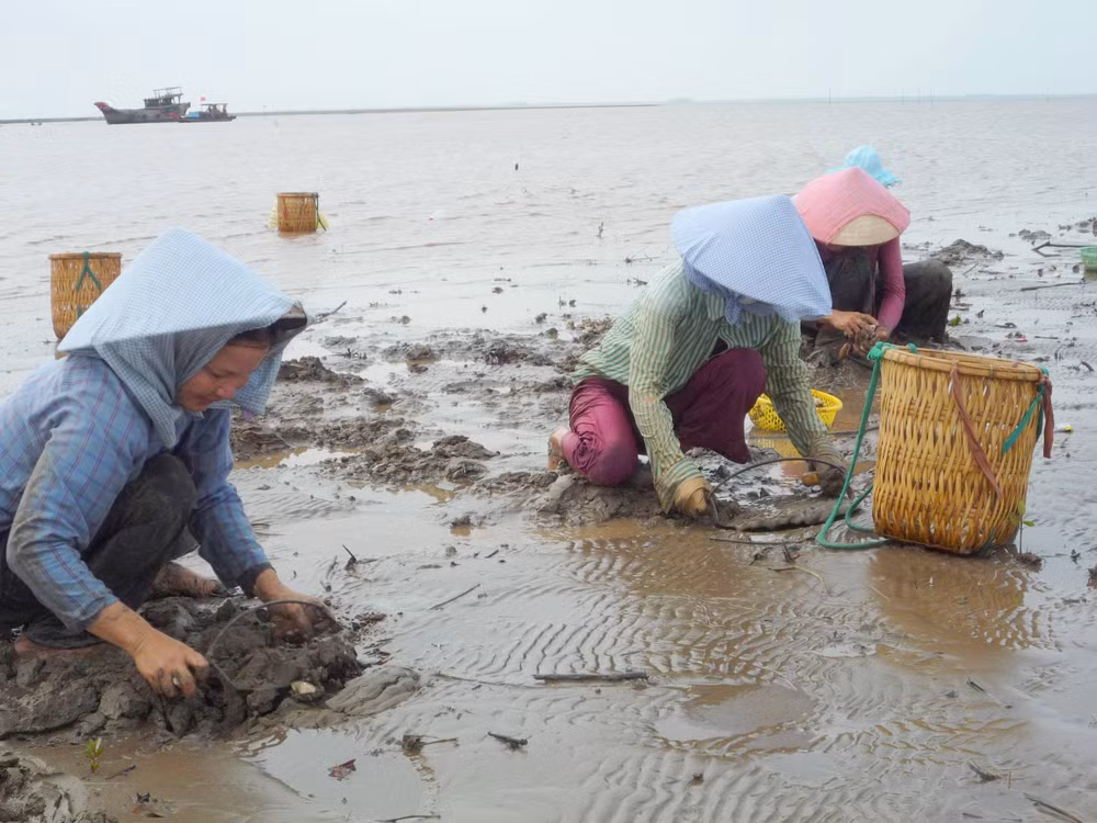 Nghêu chết hàng loạt