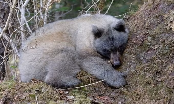 Một con gấu xanh nằm dưới gốc cây ở Alaska năm 2018. Ảnh: internet.