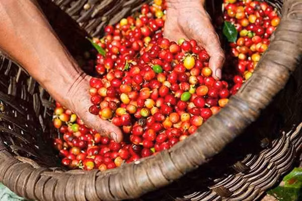 Giá cà phê, hồ tiêu hôm nay 29/7, đồng loạt giảm nhẹ. Ảnh minh họa.