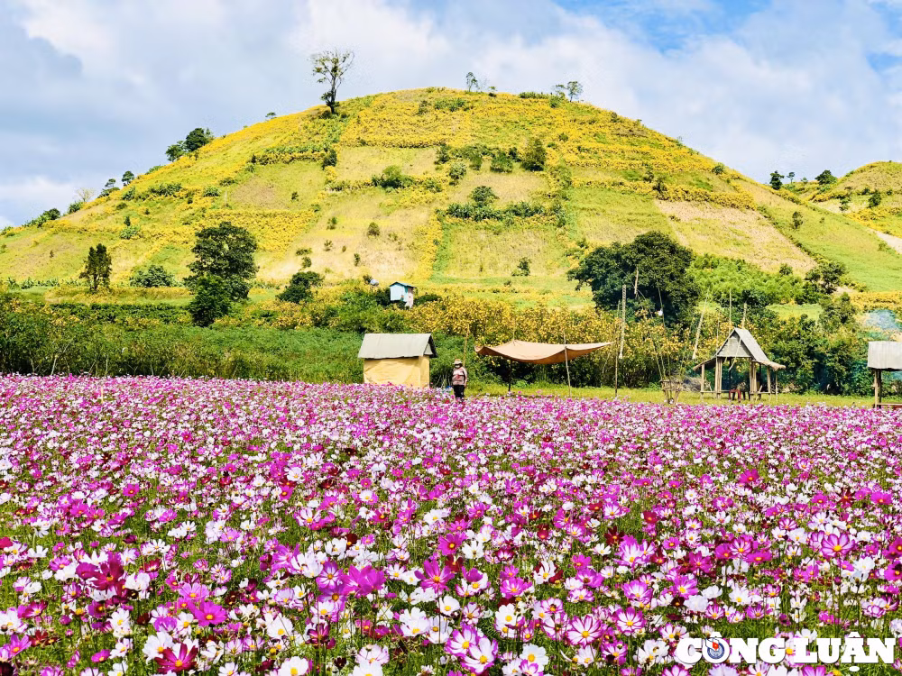 gia lai hoa da quy nhuom vang nui lua chu dang ya hinh 7