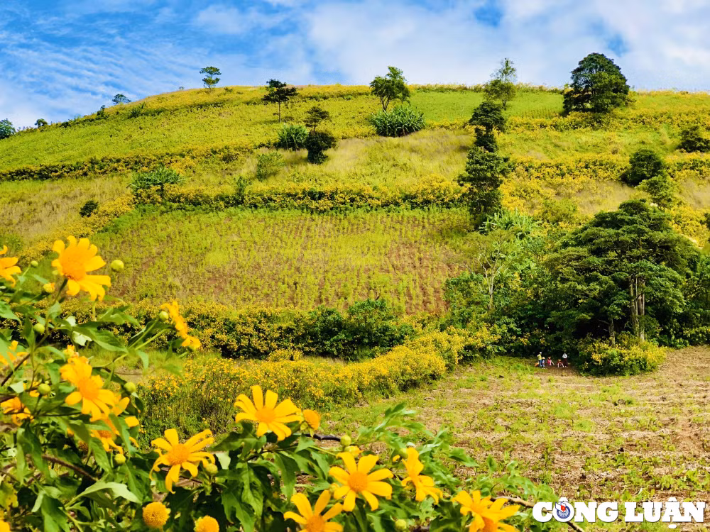 gia lai hoa da quy nhuom vang nui lua chu dang ya hinh 2
