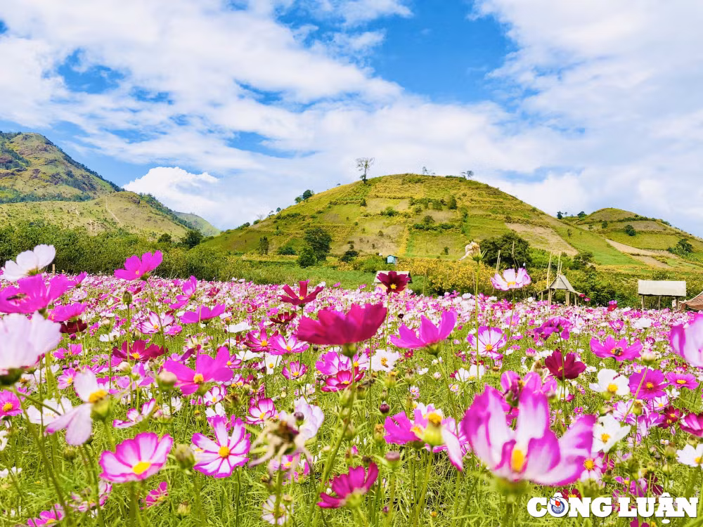 gia lai hoa da quy nhuom vang nui lua chu dang ya hinh 8