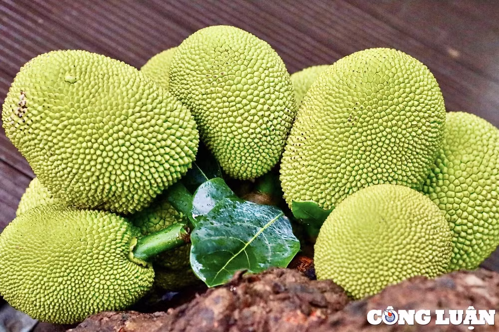 congluan-cdn.congluan.vn-files-content-2024-05-28-_quan-ca-phe-doc-la-o-tuyen-quang-co-cay-mit-moc-giua-nha-sai-triu-qua-084729279.jpeg