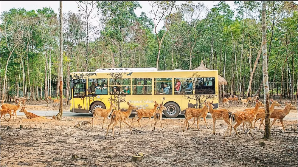 Du khách chiêm ngưỡng động vật tại Vinpearl Safari Phú Quốc