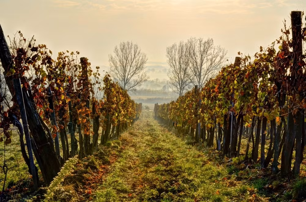 tokaj-wine-region-hungary.jpg