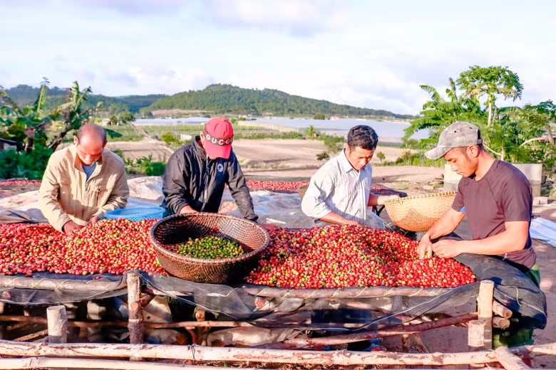Giá nông sản hôm nay ngày 13/6/2025: Giá cà phê giảm nhẹ, hồ tiêu ổn định