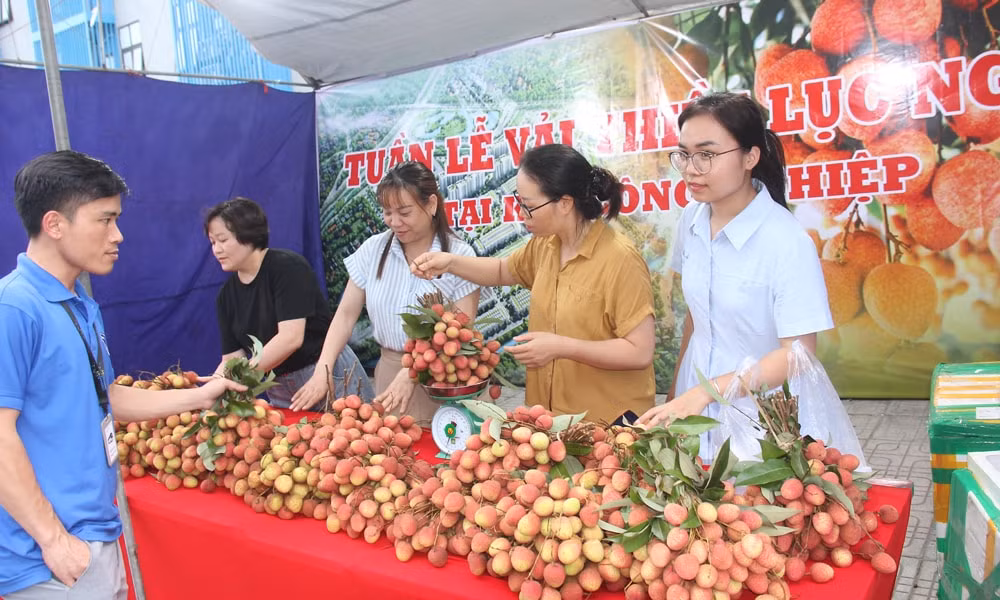 vải thiều