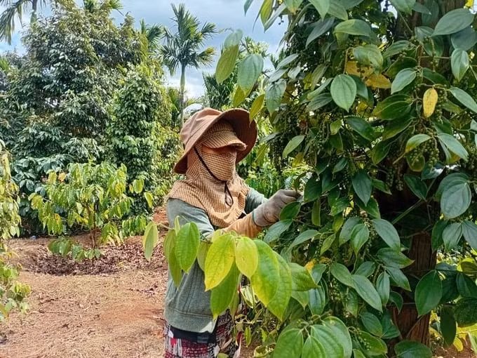 Giá nông sản hôm nay ngày 15/6/2025: Giá hồ tiêu và cà phê lao dốc