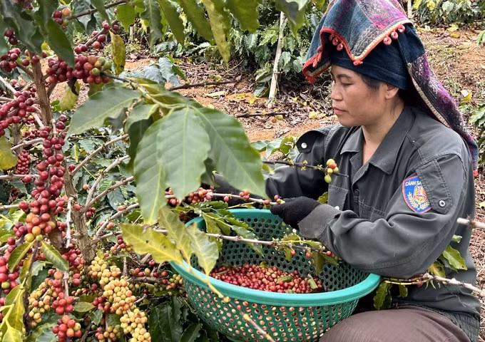 Giá nông sản hôm nay ngày 17/6/2025: Giá hồ tiêu và cà phê tiếp tục giảm mạnh