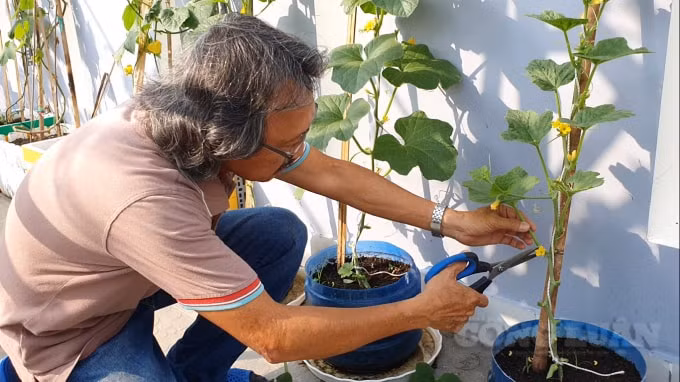 Anh Mân dành ra 5-6 tiếng mỗi ngày để chăm sóc vườn cây