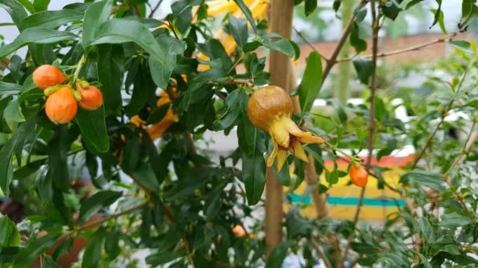 Anh dùng hỗn hợp ớt, tỏi, gừng xay nhuyễn pha với rượu để phòng trừ một số sâu, rầy