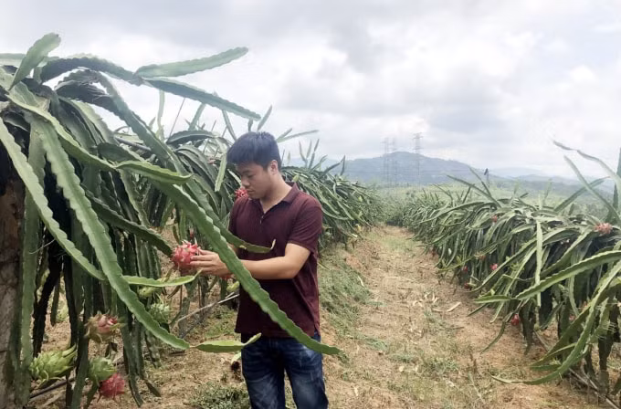 Thanh Long ruột đỏ đang được các hộ dân phát triển cho thu nhập cao tại xã Thượng Yên Công, thành phố Uông Bí. Ảnh: Báo Quảng Ninh.
